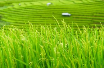Vietnam Konsumgüter Aktien: Wachstumschancen 2025